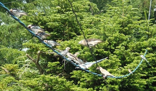 連合軍.jpg