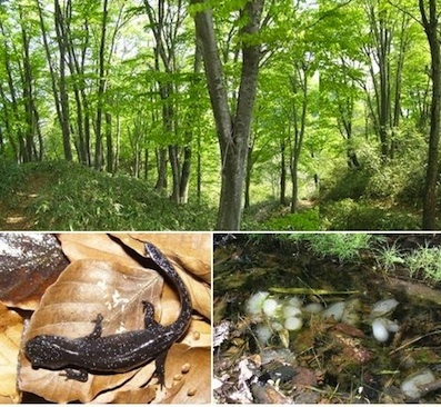 クロサンショウウオと生息地'.jpg