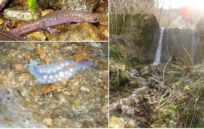 ヒダサンショウウオと生息地'.jpg